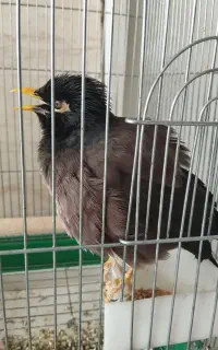 مرغ مینا سخنگو