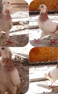 کفتر کبوتر شازده سرور شازده زرد