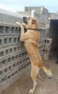 سگ سرابی فروشی نژاد