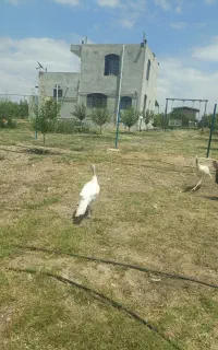 دو عدد بوقلمون بیوتی شش، چهار ماهه