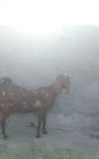 بز مری حیکلی ابستن مایع