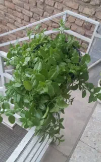 گل آپارتمانی