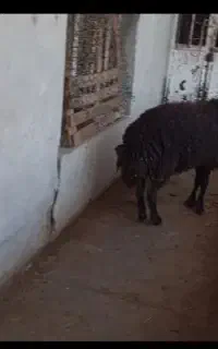 بره نر قوچ میش گوسفند
