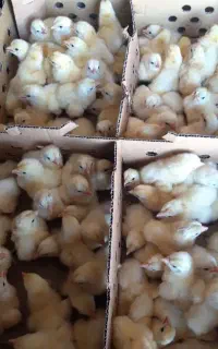 فروش جوجه گوشتی.محلی و رنگی