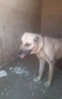سگ‌ سرابی