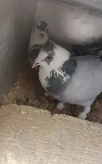 کفتر دورگ