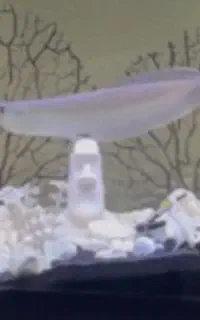 ماهی اروانا