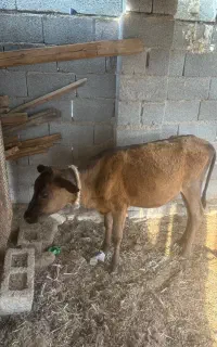 گوساله ماده