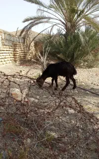 کهره ماده سرحال