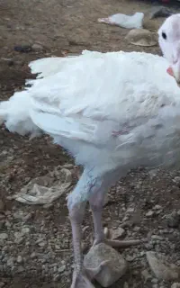 بوقلمون،مرغ و خروس،