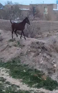 اسب مادیان کُره