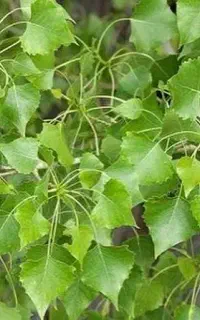 فروش تعدادی درخت تبریزی