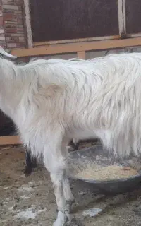 بز دورگه