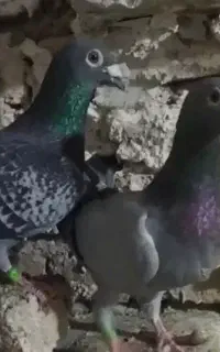 کبوتر پلاکی