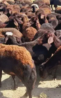 گوسفند زنده با قصاب