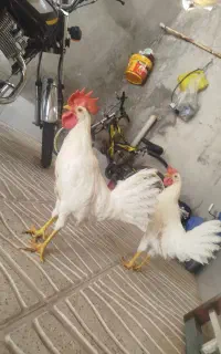 خروس