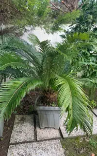 فروش گل سیکاس خانگی