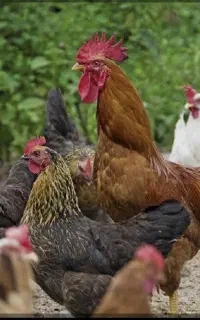 مرغ وخروس محلی