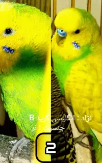 مرغ عشق.کمیاب.ارزون.