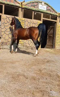 پانسیون اسب ۱۵تومن