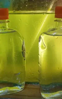 جلبک نانو کلروپسیس و کالچر روتیفر آب شور