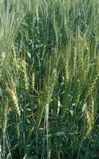 ۴هکتار زمین مزرعه گندم ب کشت سیر بصورت مشارکتی