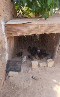 جوجه مرغ ژاپنی حراج