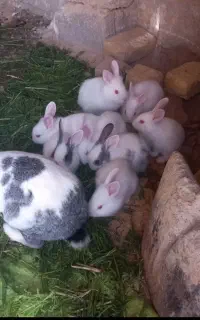 بچه خرگوش سفید خوشکل