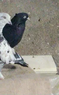 7عدد کفتر سالم جفتگاه و پرشی