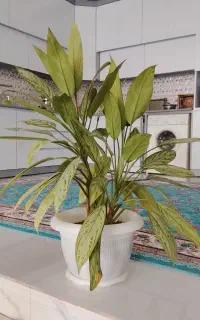 گل طبیعی