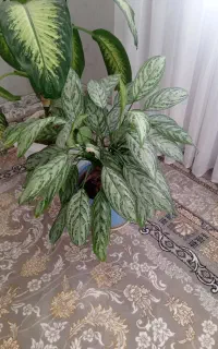 دو عدد گل طبیعی آپارتمانی سرحال