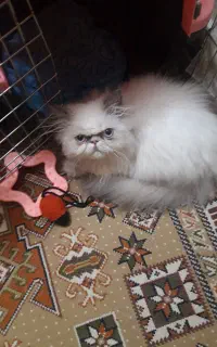 بچه گربه سوپر فلت