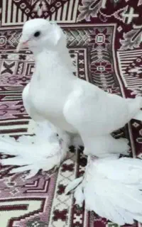 اغ کاکلی یک جفت.خ  یدارم