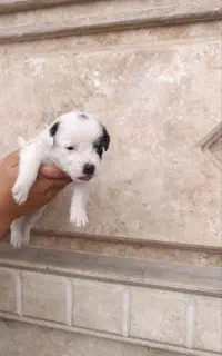 سگ نژاد دار