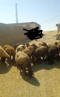 میش ابستن