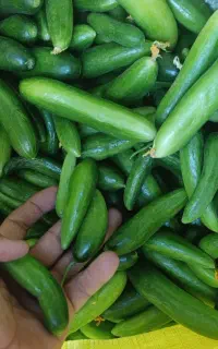خیار شوری درجه یک