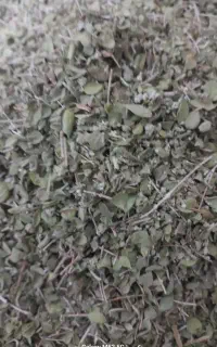 فروش آویشن کوهی درجه یک