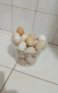 تخم مرغ محلی