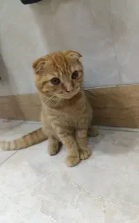 گربه اسکاتیش