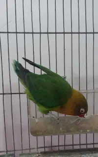 طوطی برزیلی