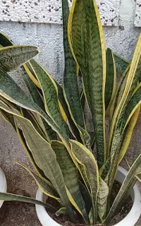 گل شمشیری دورنگ باگلدان