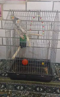 فروش عروس هلندی باقفس وتجهیزات