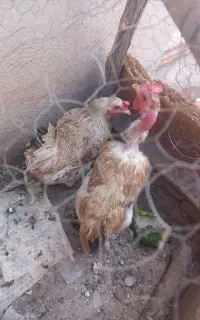 دوتا مرغ و سه تا جوجه