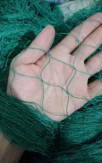 توری بلدرچین .کرک