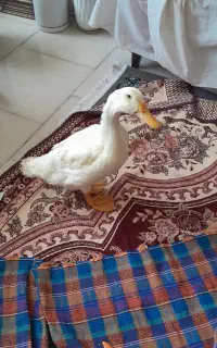 اردک زرد تخم گذار جوان