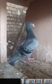 پوله کی نر