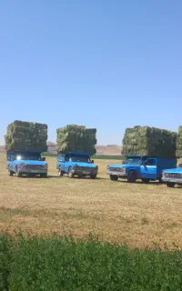 فروش یونجه