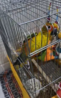 طوطی خورشیدی