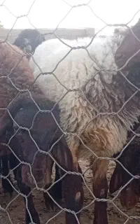 بره هترو