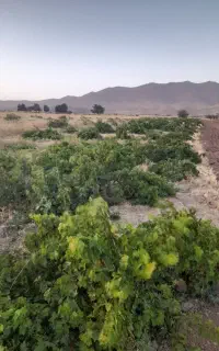 هزار متر باغ انگور روستای ترشاب